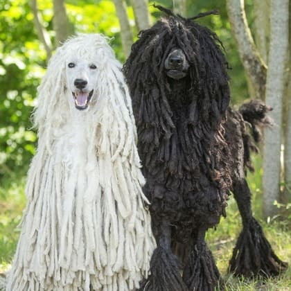 caniches cordés blanc ou noir