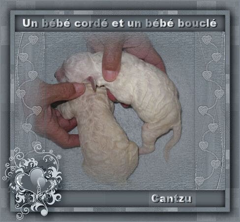chiot caniche cordé à la naissance