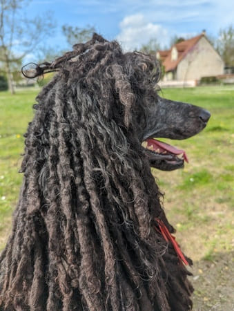 corded poodle
