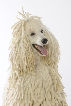 corded poodle