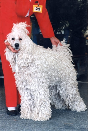 corded poodle