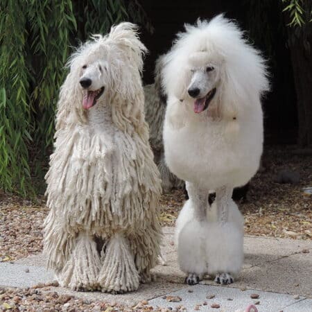 frère et soeur de portée