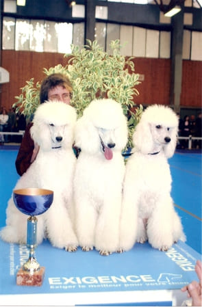 jeunes caniches cordés