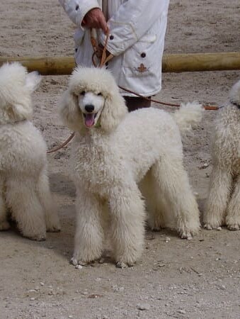 jeunes caniches cordés