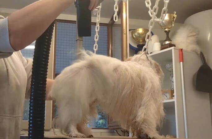 Le séchage et le brushing en toilettage