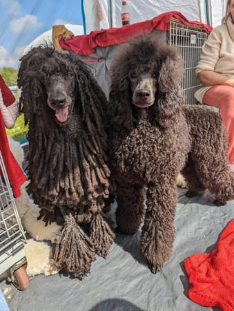 père et fille caniche cordé