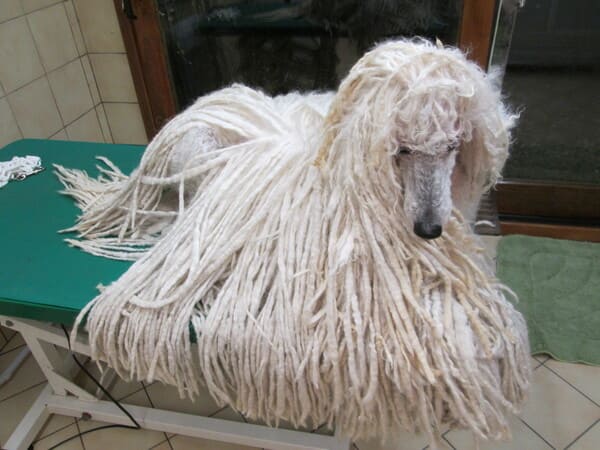 séchage des cordes sur un caniche cordé