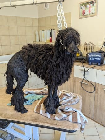 toilettage du caniche cordé