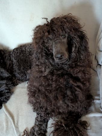 toilettage du caniche cordé