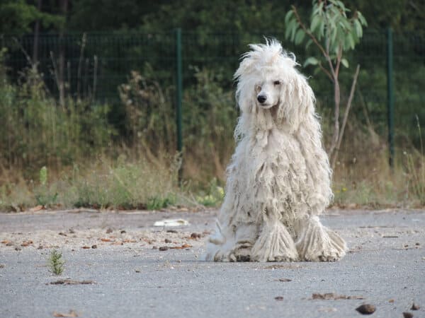 toilettage du caniche cordé