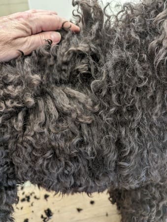 toilettage du caniche cordé