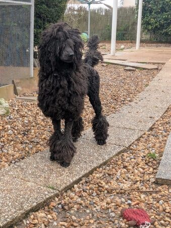 toilettage du caniche cordé