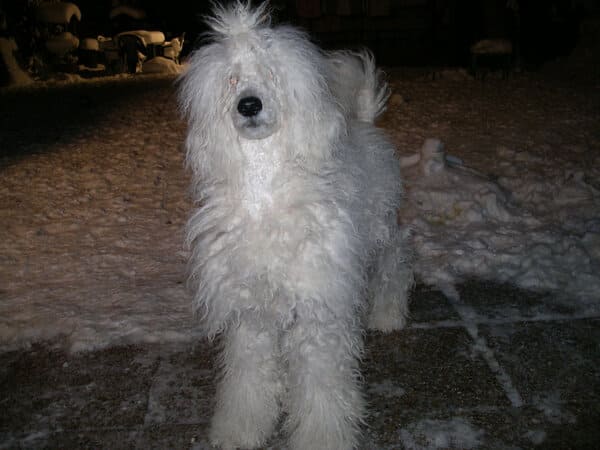 toilettage du caniche cordé
