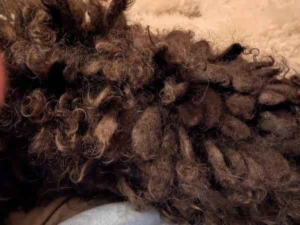 toilettage du caniche cordé