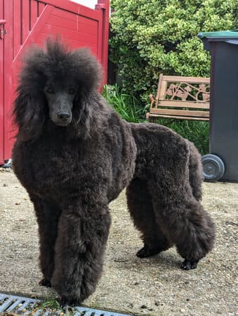 ulana de cybèle des cantzu