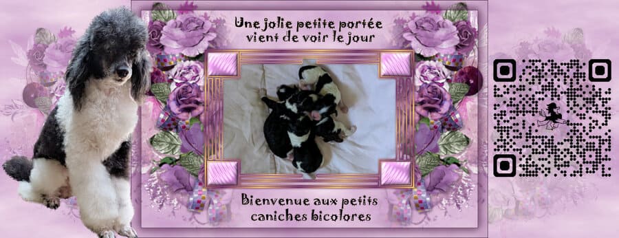 chiots caniches nains noir et blanc